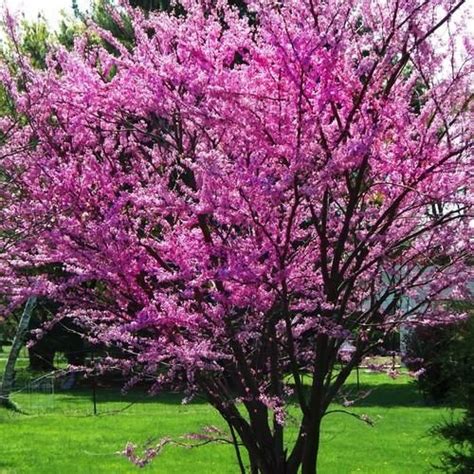 Western Redbud Tree Images Karma Autry