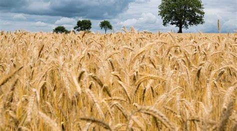 High Yielding Best Wheat Varieties For Punjab Haryana Uttar Pradesh