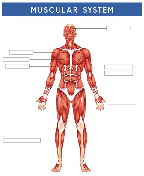Printable Anatomy Worksheets - Printable Worksheets 