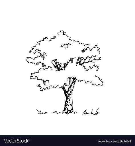 Hand Drawn Architect Tree Architectural Sketch Vector Image