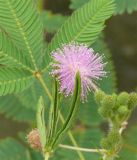 Archiv - Pflanze des Monats - Aktuelles - Botanischer Garten der ...