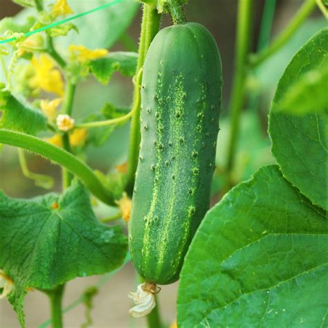 Cucumber Growing Tips