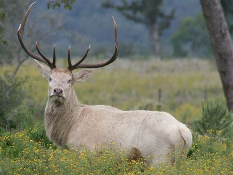 White Stag Deer White European Red Deer Stag Deer Photos Animals