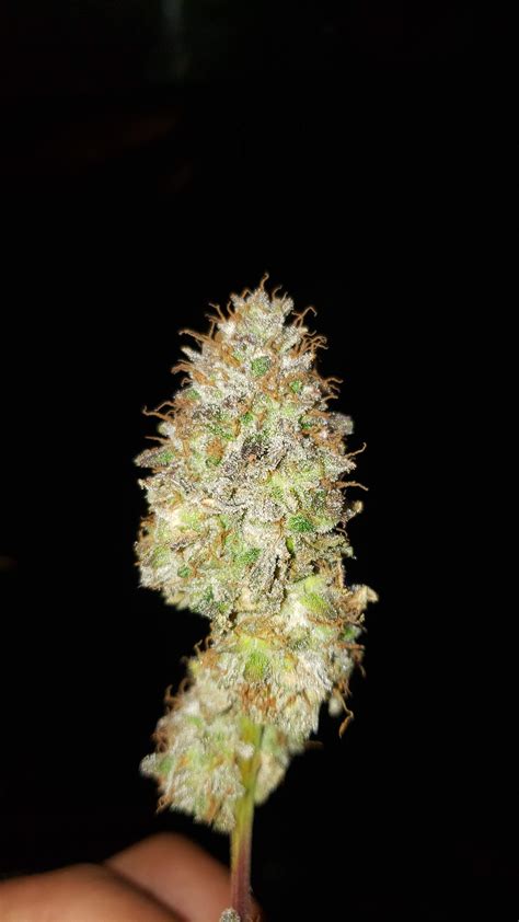 ETHOS Genetics Crescendo RBX1 Grow Diary Journal Harvest9 By GREEn7o0