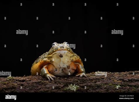 African bull frog eating a mouse as its prey Stock Photo - Alamy