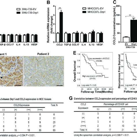 Cytosolic Mitochondrial Dna Mtdna Stress Promoted The Secretion Of