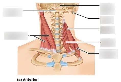 Muscles Of The Neck And Vertebral Column That Move The Head And Trunk