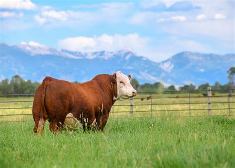 Ranchers react to new rules from the american hereford association 7