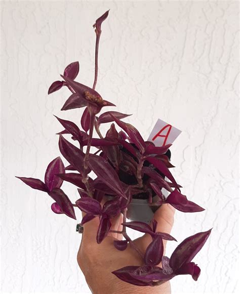 Tradescantia Zebrina Burgundy Wandering Jewdude Etsy