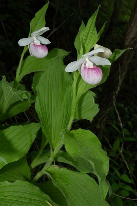 Cypripedium Reginae Showy Lady Slippers Tennessee Flickr