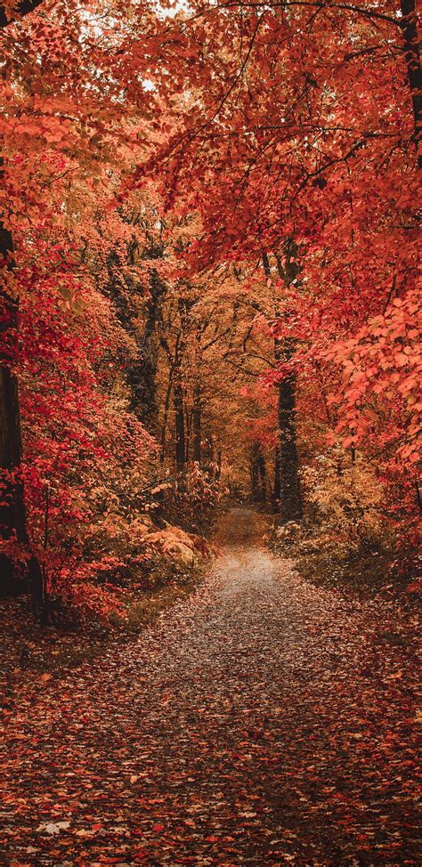 1440x2960 Forest Colorful Leaves Fall Path Autumn For Samsung Galaxy S9 Note 9 S8 S8