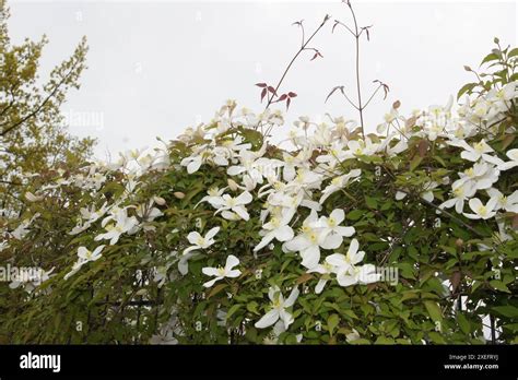 Clematis Montana Alba White Clematis Stock Photo Alamy