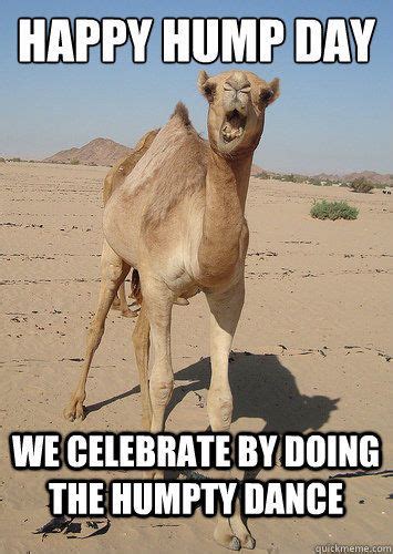 Wednesday Camel Memes