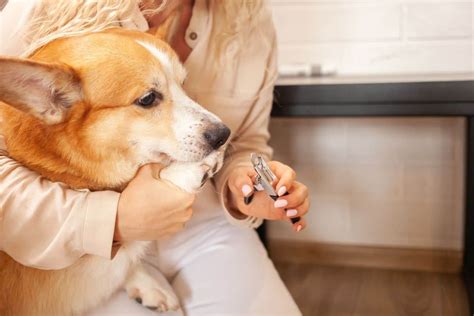 Hund lässt sich nicht Krallen schneiden So klappts