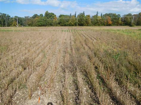 Deja Vu All Over Again Organic Soybeans In A Soybean Wheat Red