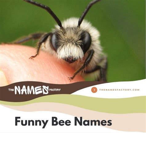 150+ Creative Bee Names for Your Little Friends