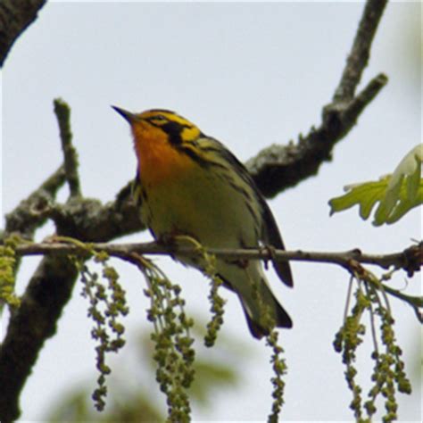 birds of iowa