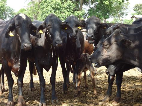 Projeto de lei que regulamenta sistema de integração agropecuária deve