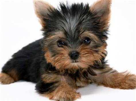 YORKSHIRE TERRIER Clínica Veterinaria El Valle Encantado