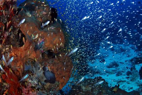 Un Gran Cardumen De Pez Cristal Vive Junto A Un Arrecife De Coral Vida