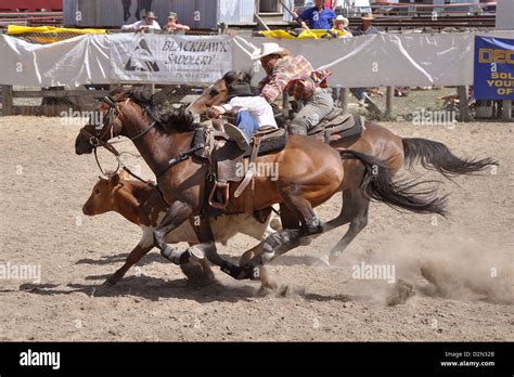 Calf Roping Hi Res Stock Photography And Images Alamy