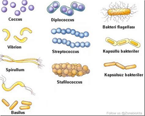 Macam-Macam Bentuk Bakteri