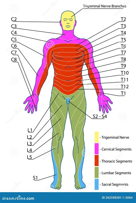 Dermatomes And Cutaneous Nerve Territories Anterior Posterior Stock