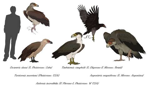 Monster Birds - Teratorns by artbyjrc on DeviantArt in 2021 ...