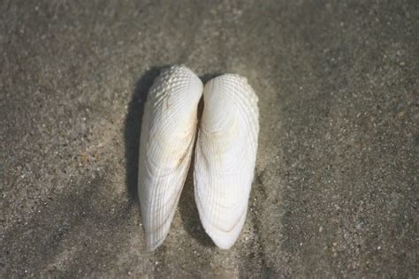 Ocean Treasures Commonly Found On Local Beaches Local Life Hilton