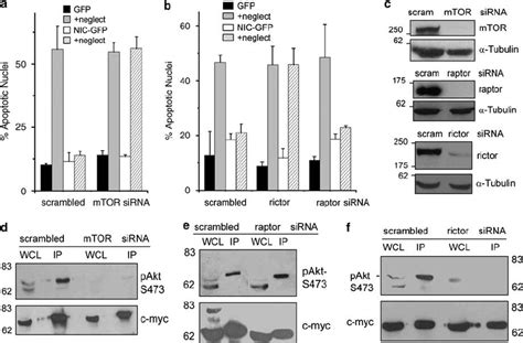 Mtor And Rictor Regulate Nic Mediated Antiapoptotic Activity A And B