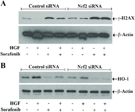 Silencing Of Nrf2 Prevents The Protective Role Of C Met Against