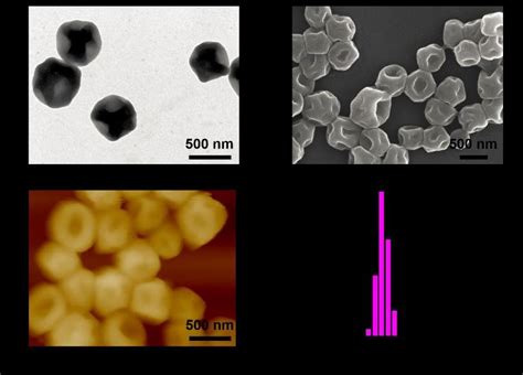 A Tem Image B Sem Image C Afm Image And D Dls Result Of The