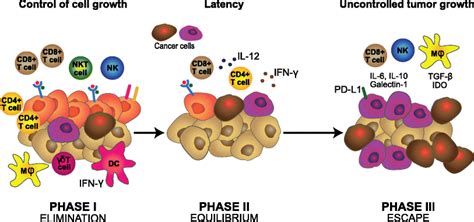 The Cancer Immunoediting Concept Three Sequential Steps Of Cancer