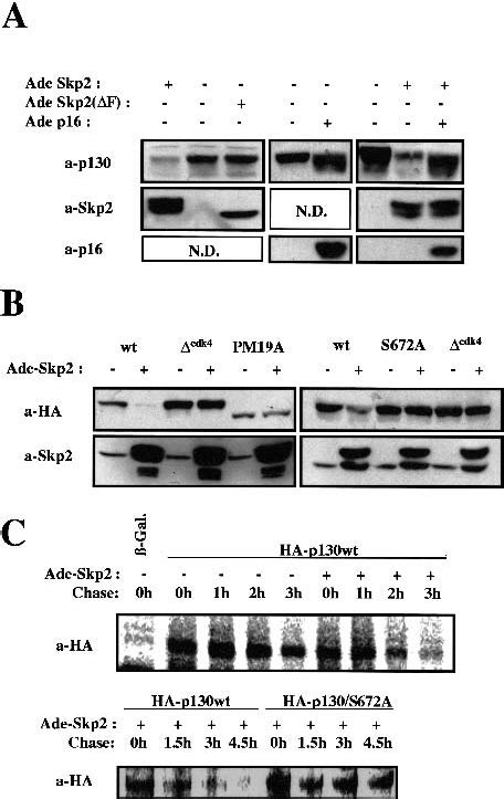 Phosphorylation Requirements For Skp Binding And Destabilization Of