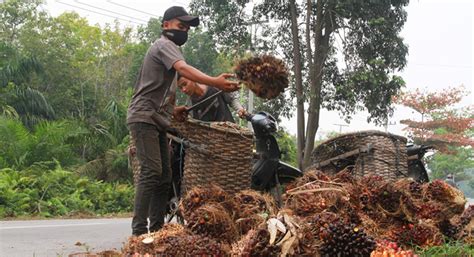 Bpdpks Dukung Pengembangan Produk Hilir Sawit Melalui Riset