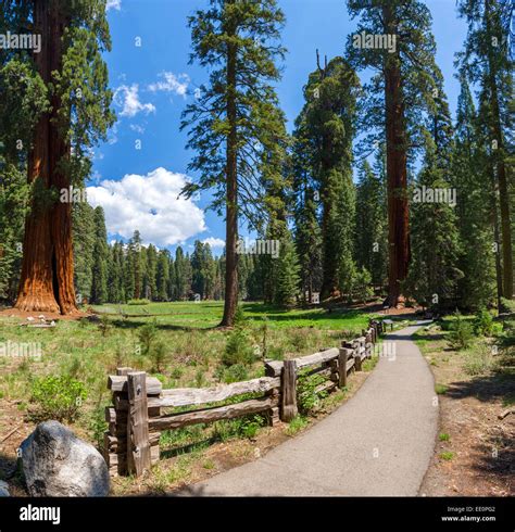 Sequoia National Park Ca Usa Hi Res Stock Photography And Images Alamy