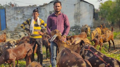 Sirohi Female Goats For Sale Jai Mahakal Goat Farm Pushkar Youtube