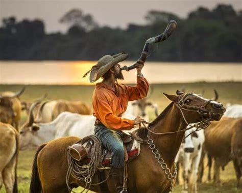 Capítulo 100 De Pantanal Relembre Tudo O Que Aconteceu Na Novela Até