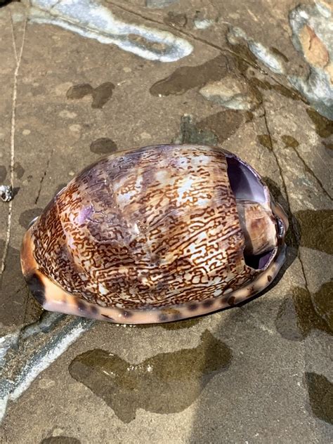 Arabian Cowry From South Pacific Ocean Barcoongere Nsw Au On