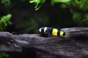 🌈Colorful Community: Bumblebee Goby Tank Mates🐠| Fish Lab