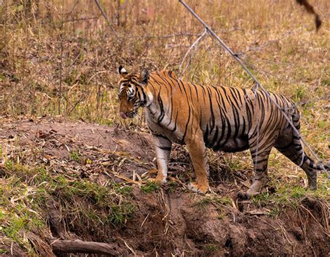 Wildlife Conservation in India : Castle and Kings