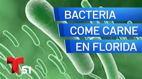 Alerta Por Bacteria Come Carne En Florida YouTube