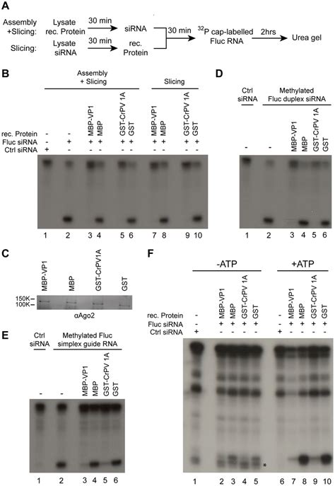 Vp1 Inhibits Slicer Activity Of Pre Assembled Mature Risc A