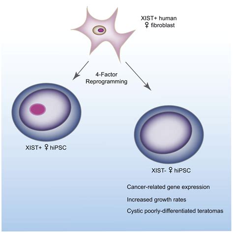 Molecular Signatures Of Human Induced Pluripotent Stem Cells Highlight