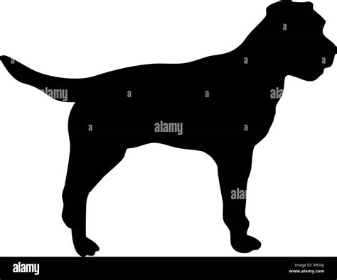 Border Terrier Silhouette Real In Black Stock Photo Alamy