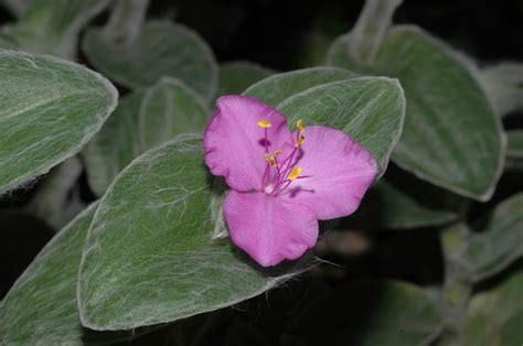 Tradescantia Sillamontana Commelinaceae Image 184392 At PhytoImages