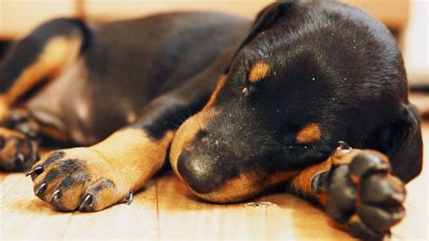 Hunde an Silvester Martin Rütter empfiehlt Eierlikör zur Beruhigung