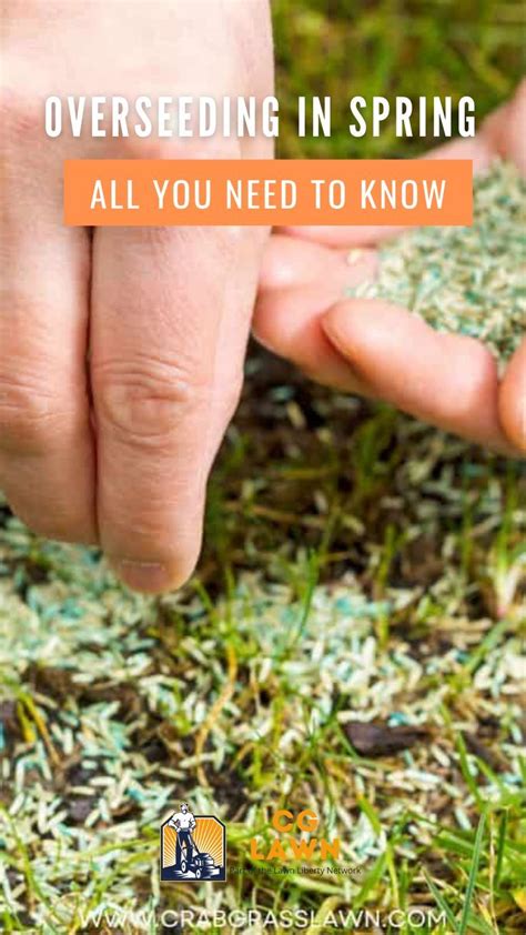 Overseeding In Spring All You Need To Know In Best Grass Seed