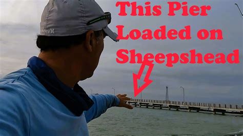 How To Catch Fiddler Crabs And Slay Sheepshead From This Pier YouTube