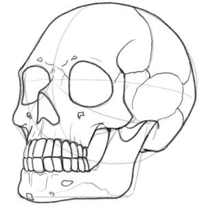 Skull Drawing Guide In Easy Steps Video Images